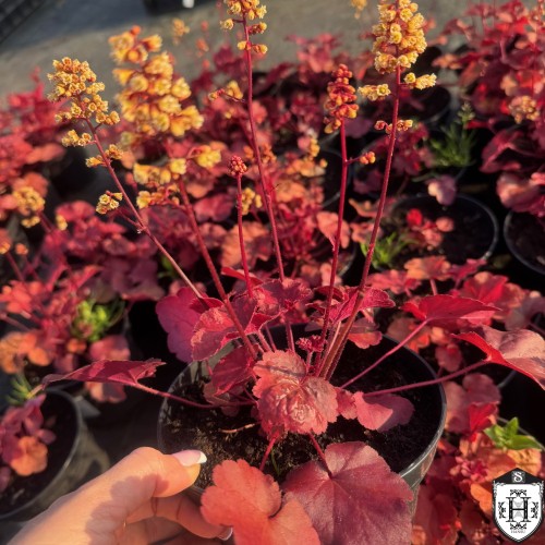 Heuchera 'Blondie' - Helmikpööris 'Blondie' C1,5/1,5L